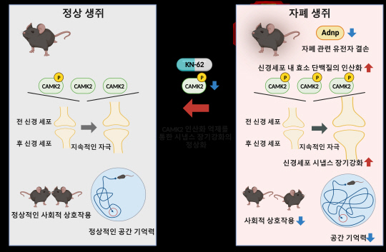 IBS 시냅스 뇌질환 연구단은 자폐증을 유발하는 ADNP 유전자 결손이 자폐 증상을 포함한 ADNP 증후군을 유발하는 지에 대한 병리 기전을 밝혀냈다.  사진은 ADNP 결손 자폐 생쥐의 시냅스 이상과 회복 개념도  IBS 제공